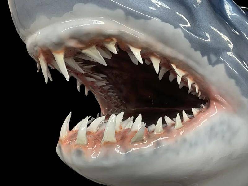百万年来无数鲨鱼死在这里,全都只剩下牙齿