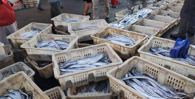 在青岛每年秋捕捞开海的时候,上岸最多的就是这种刀鱼,这鱼都是野生的