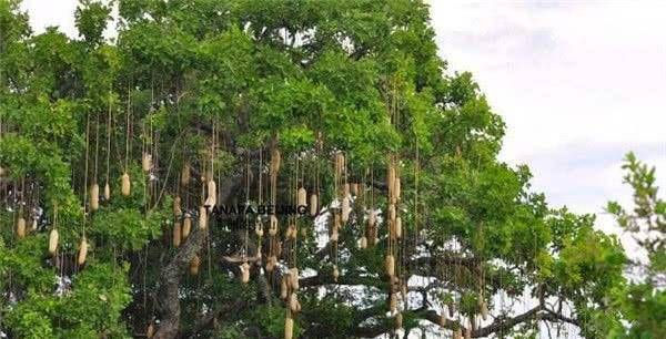 香肠树（香肠树的果实可以吃吗有毒吗） 第5张