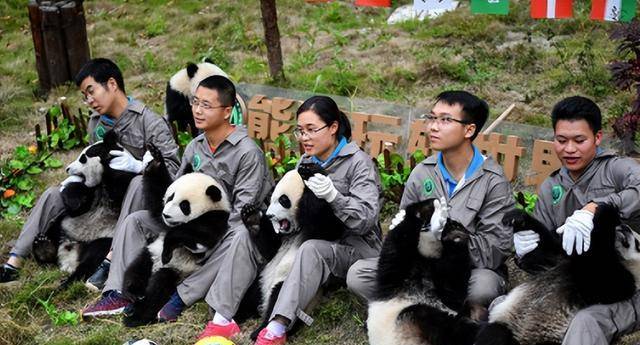 大熊猫花花走红,熊猫饲养员的招聘条件受到关注,专科生也有机会_大学