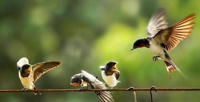 燕子飞往南方过冬,为何在春天又会飞回来?就呆在南方不好吗?
