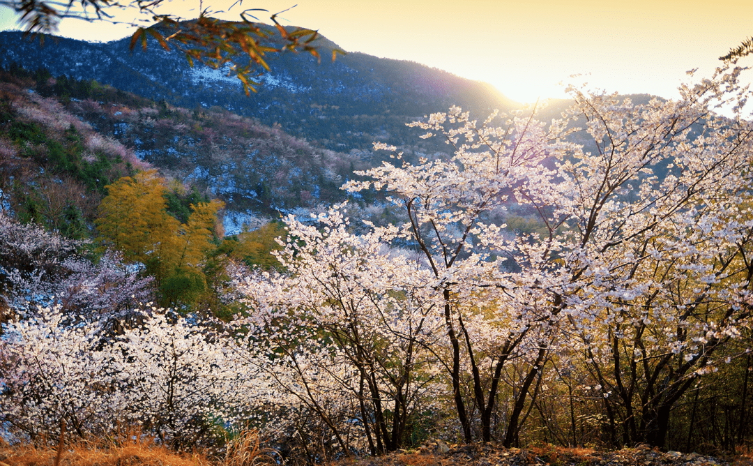 咸宁3地入选湖北宝藏赏花地!