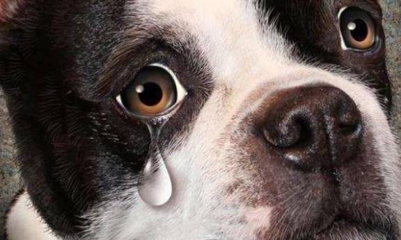 狗狗流眼泪,一定带它去医院,不是被你感动,很可能是生病了!