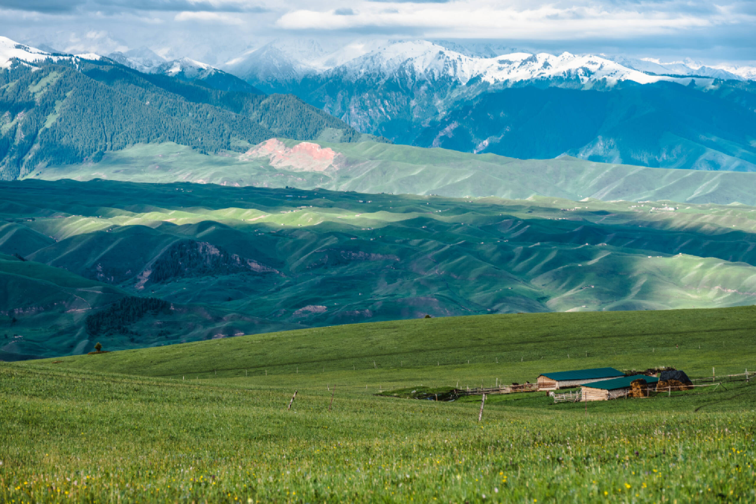 春日旅行图鉴丨伊犁——春日之盛,于山野间繁花满地!