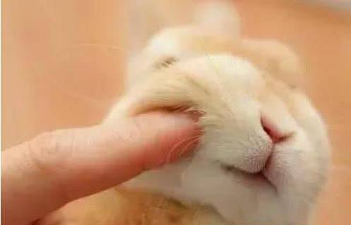 葡萄灰!为什么男生喜欢摸小兔兔"落落大方"-第2张图片-太白博客