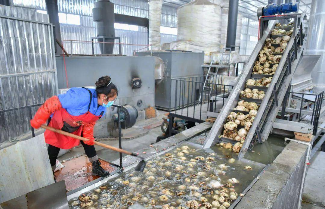 对于魔芋加工厂选址,贵州纳雍黔芦笙食品有限责任公司董事长郑毅说: