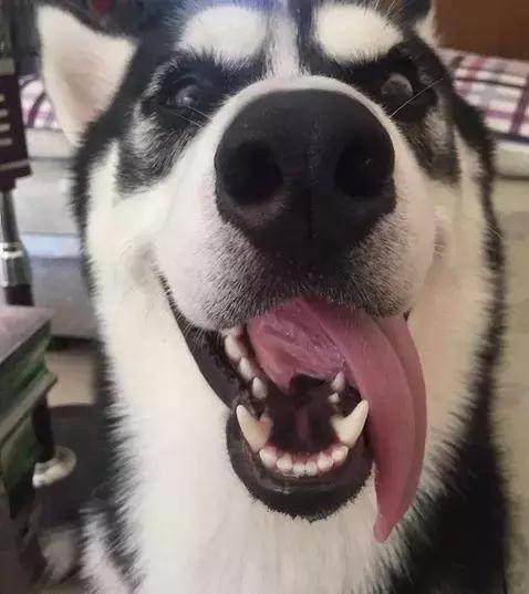 狗狗每次对我吐舌头,看着真是想打一顿_哈士奇_小时候_朋友