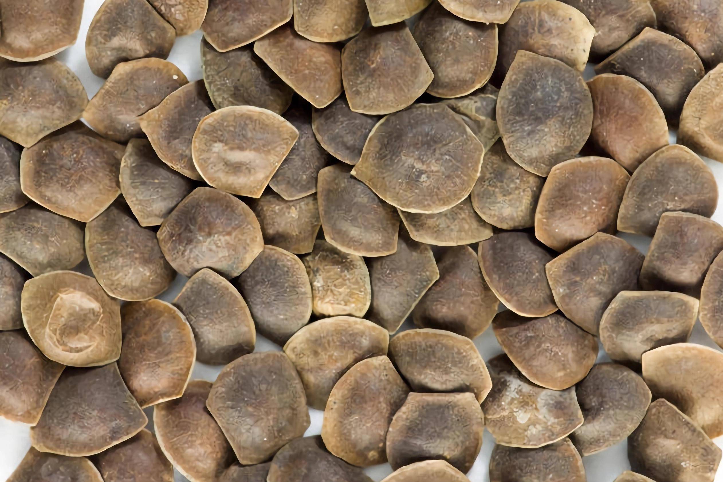 世界上那些奇形怪状的种子,每一颗都孕育着希望,你知道几种?