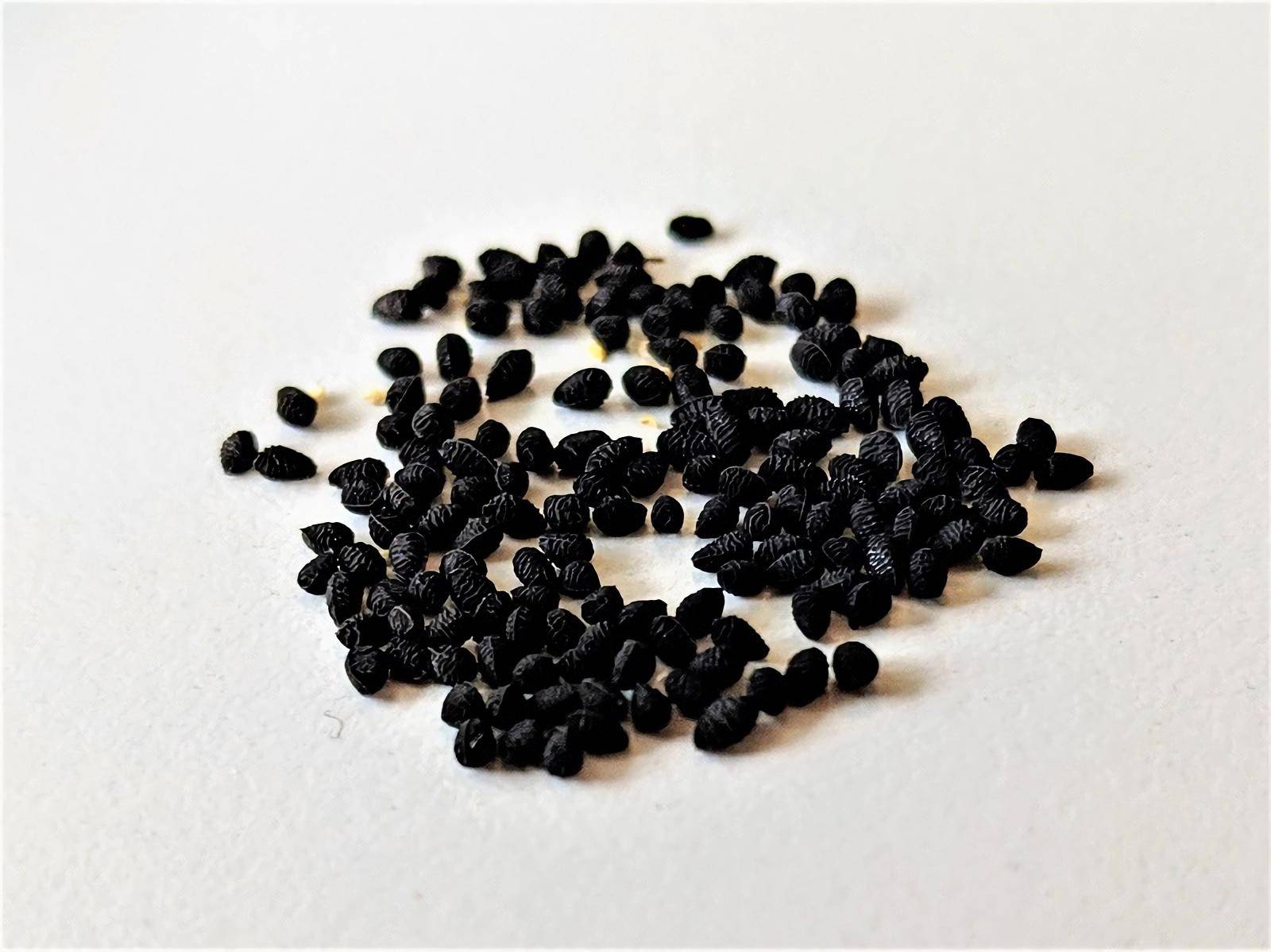 世界上那些奇形怪状的种子,每一颗都孕育着希望,你知道几种?