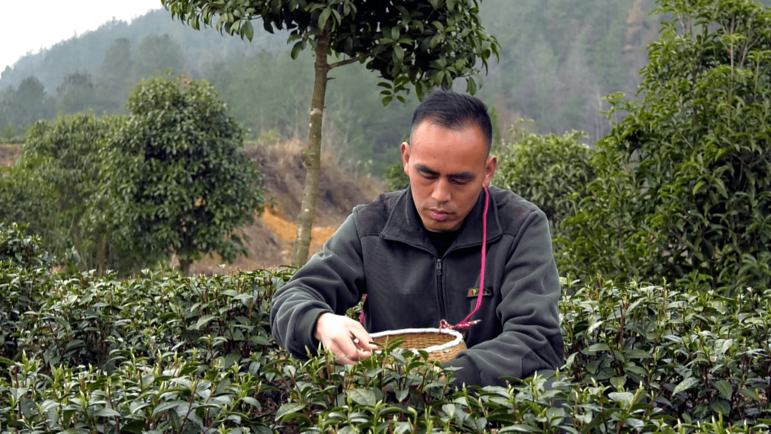 在位於新建鎮的鳳岡縣百紫然茶業有限公司的茶葉基地上,綠油油的茶園