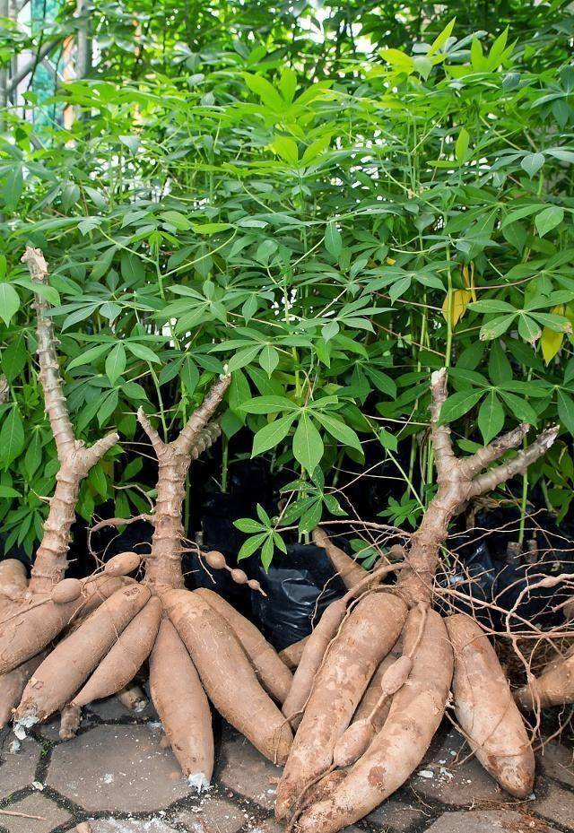 木薯又称树薯,木番薯,是一种多年生灌木,与甘薯,马铃薯合称为世界三大