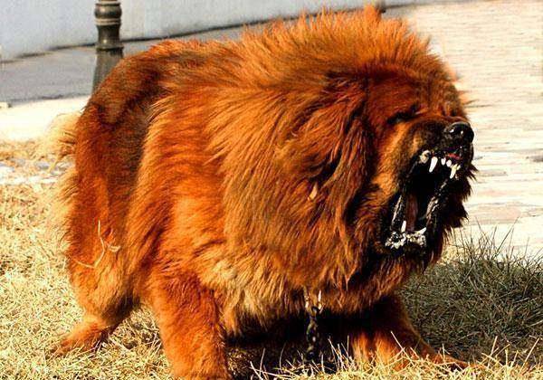 原来藏獒居然这么的凶狠?战斗力排名狗狗中前三,轻松咬死狼!