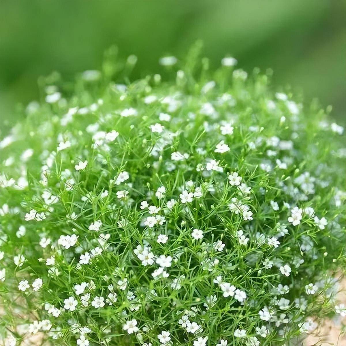 满天星,如果爱不可能有对等,愿我是爱得更多的那人|no.