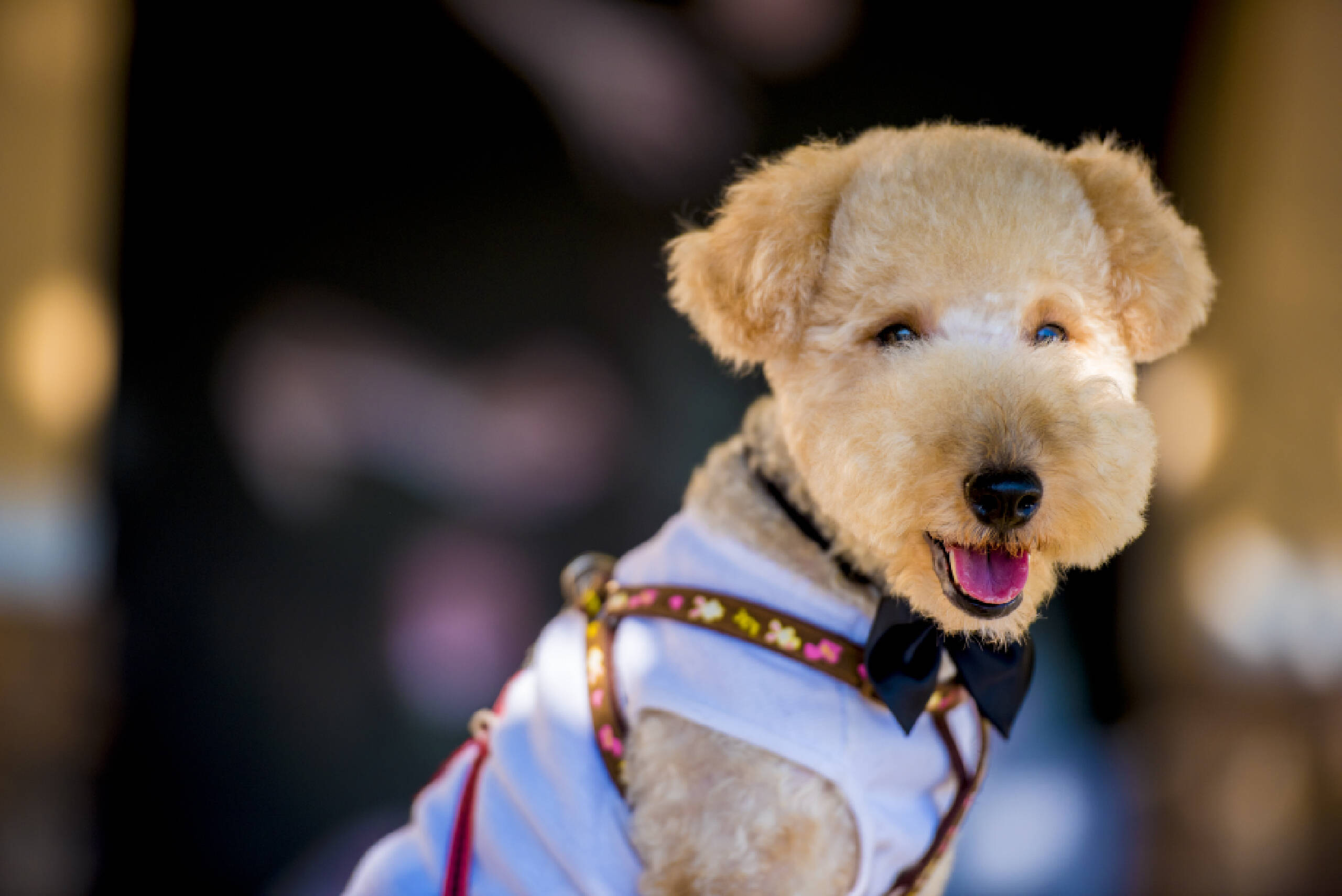 萌宠来袭之"汪汪大队",当下人们最喜欢的几种狗狗!_创意_黄金毛_柯基