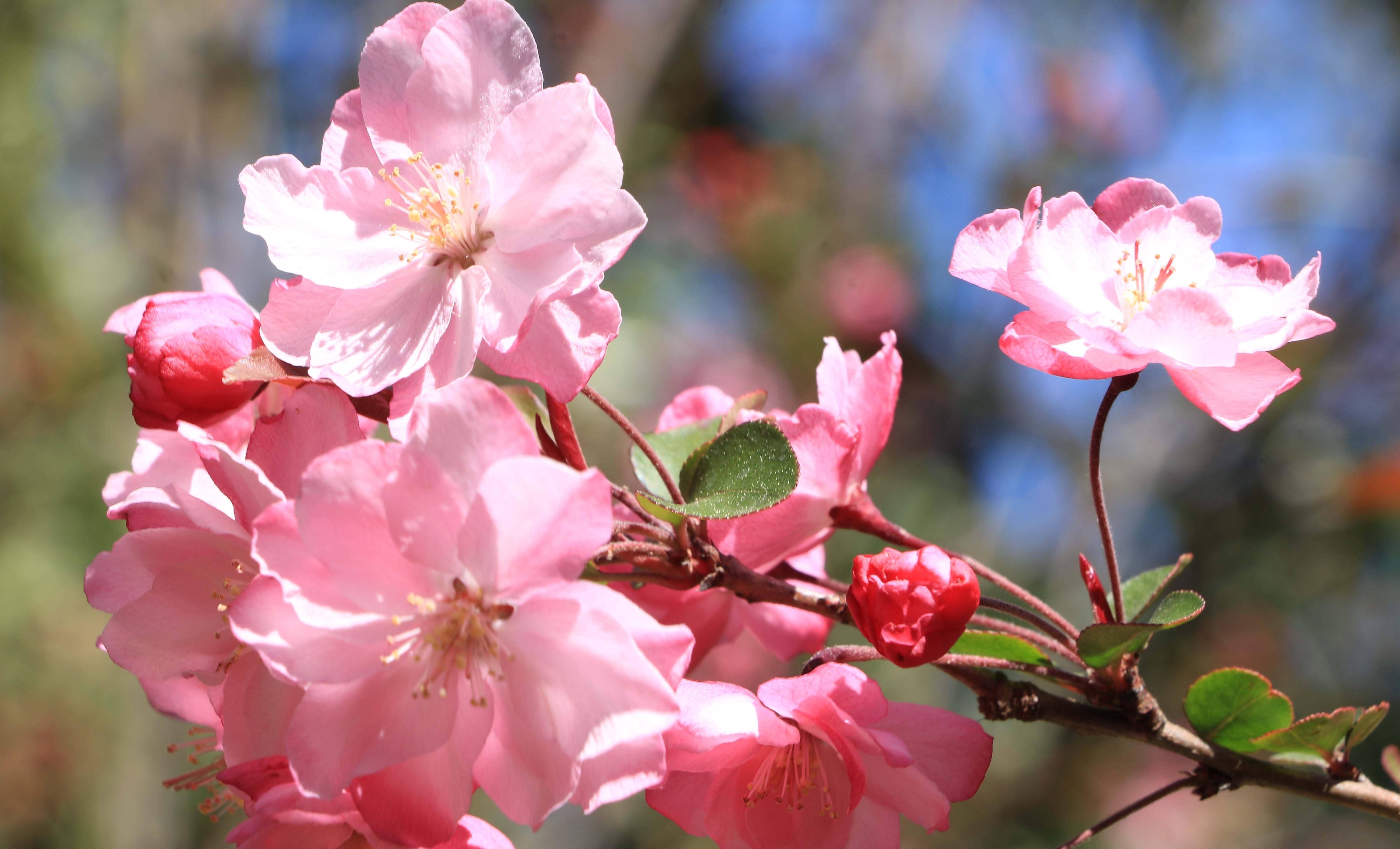昆明圆通山海棠花娇艳绽放,花开有期美丽盛景等你来欣赏_樱花_时候