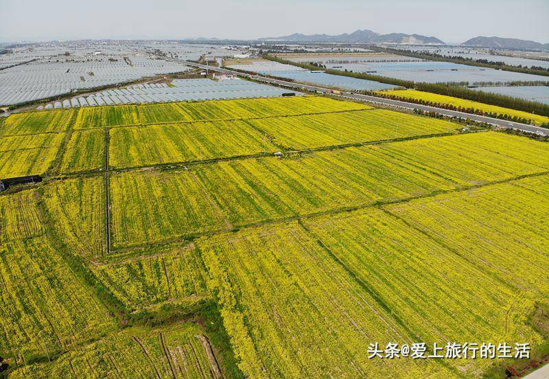 东海塘油菜花地址图片