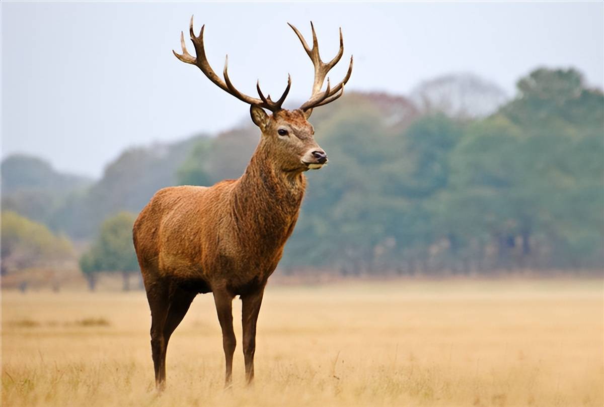 一头鹿身上俩脑袋,带着情敌头颅生活,动物界最憋屈的活法!