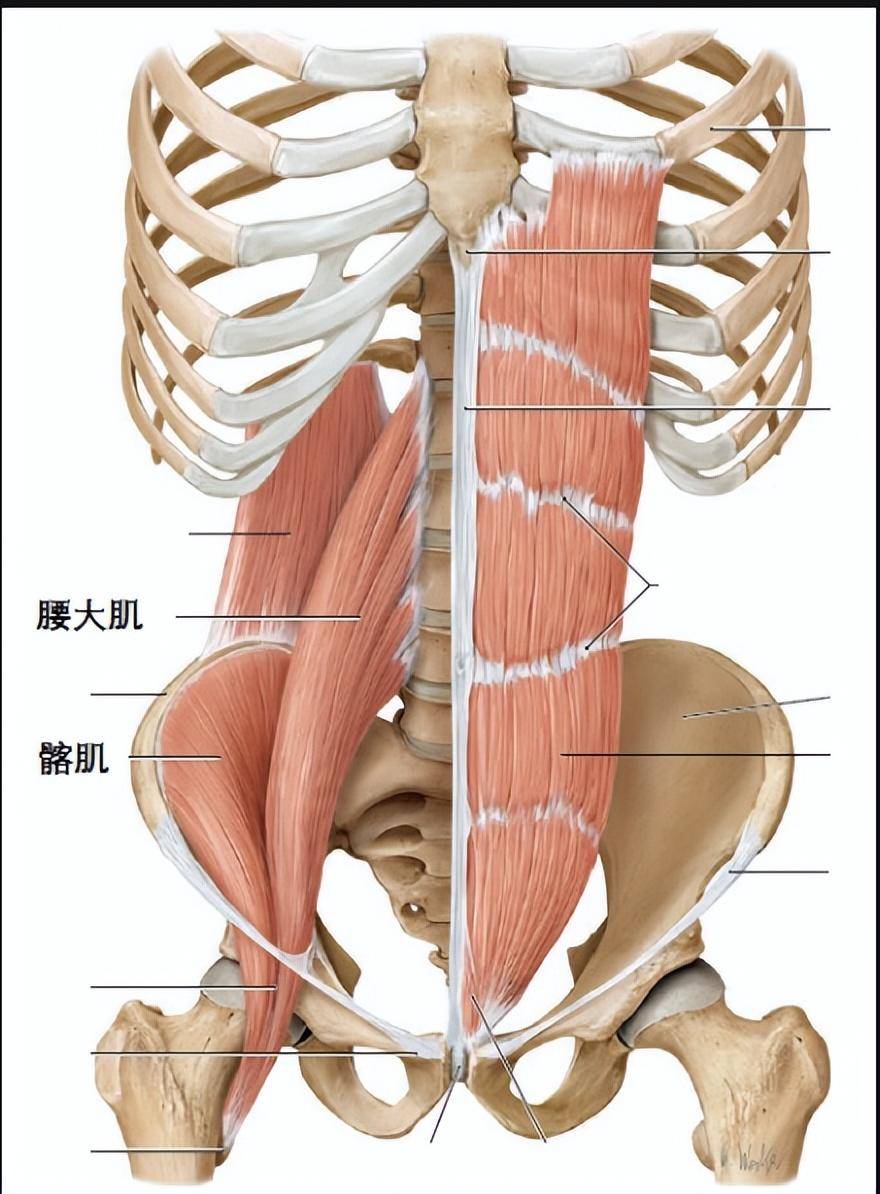 3,髂腰韧带:为宽而肥厚的三角形纤维束,伸展于第4
