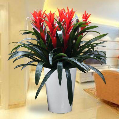 办公室摆放的植物有讲究吗?快来一起了解里面的知识!_行业_方位_土地