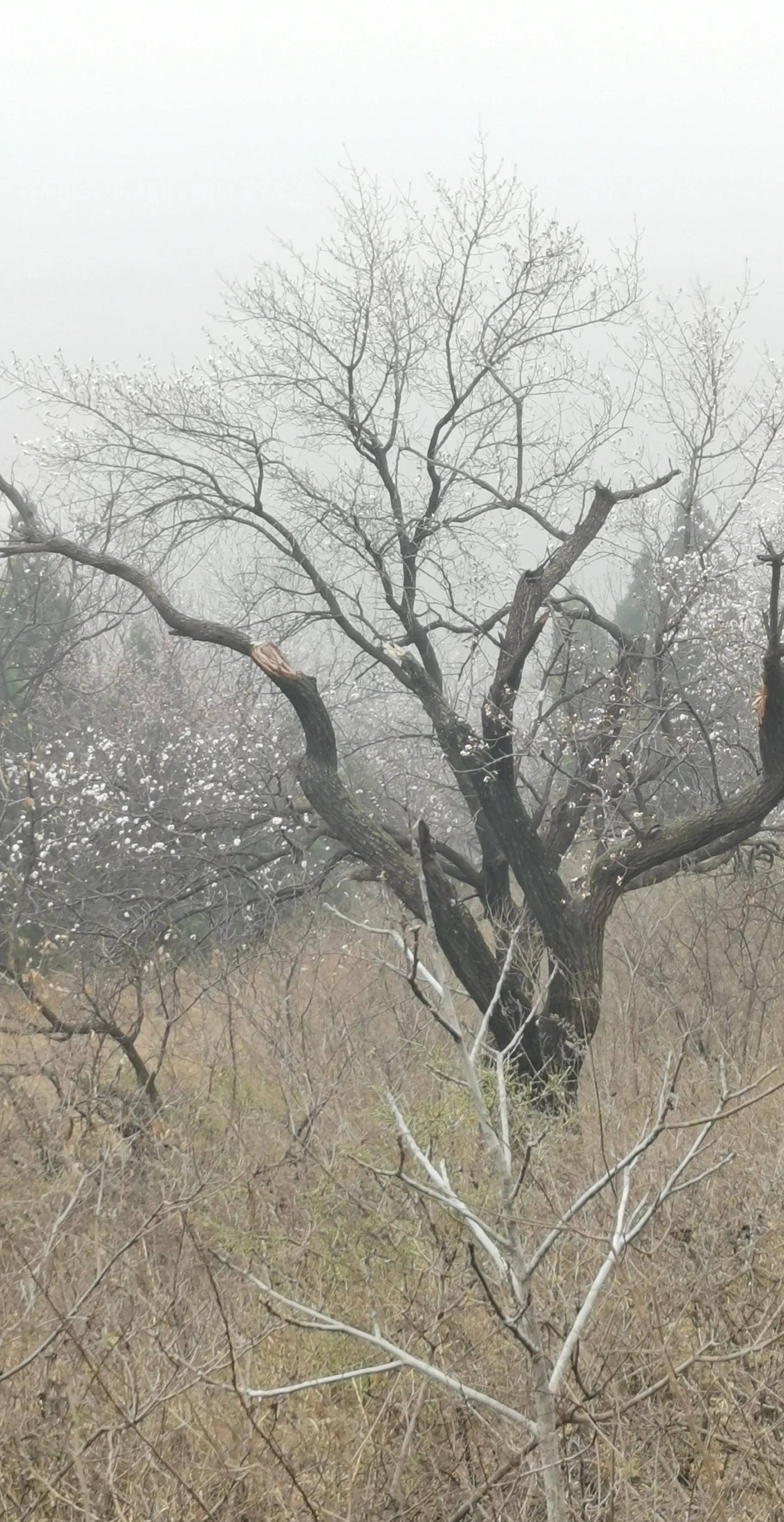 郑州杏花村风景区图片