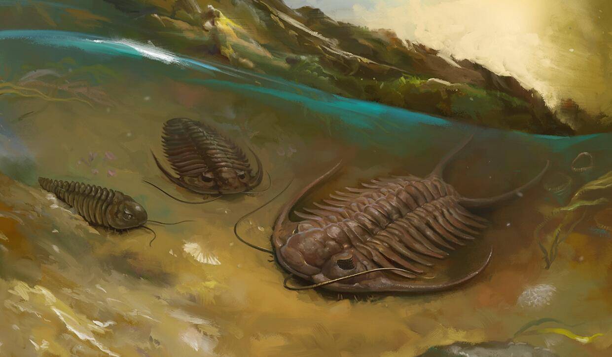 5亿年前,有只三叶虫似乎被人踩了一脚,科学家如何看待此事?