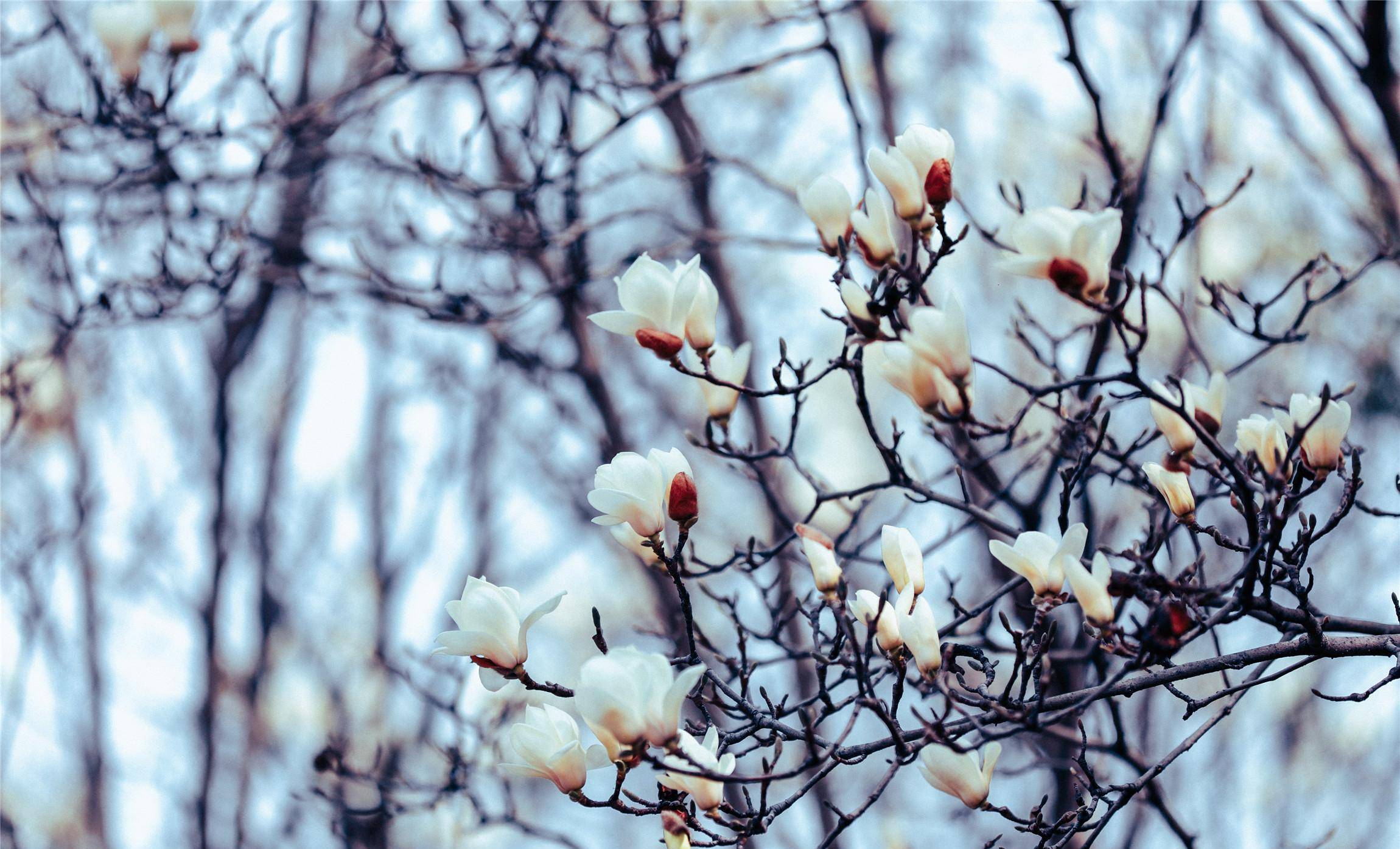 这里的白玉兰高大集中,近三十年树龄的玉兰花排列在道路两侧,花开密集