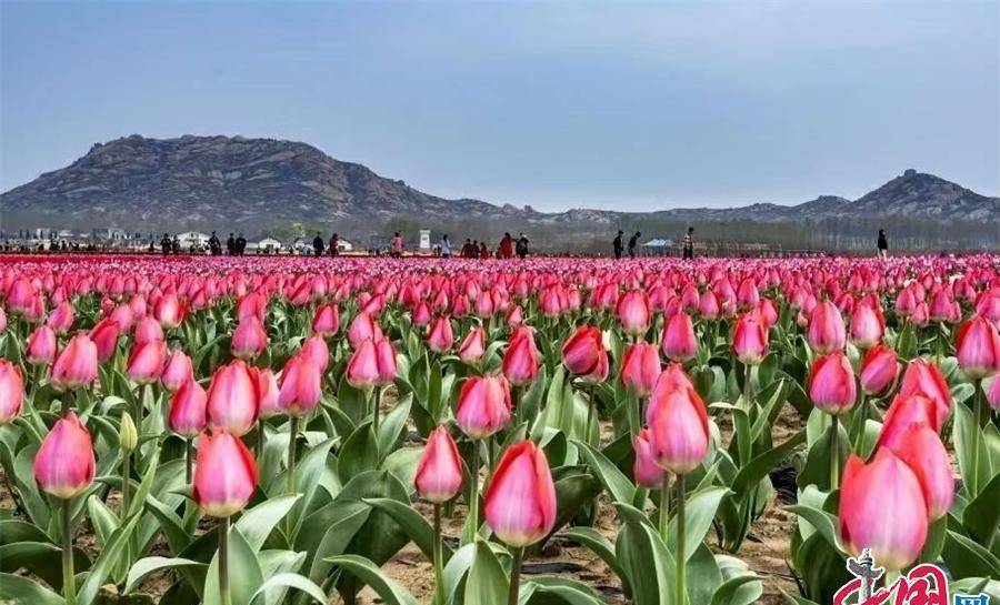 河南遂平县:春风花海惹人醉 嵖岈山下郁金香_旅游_游客_种植