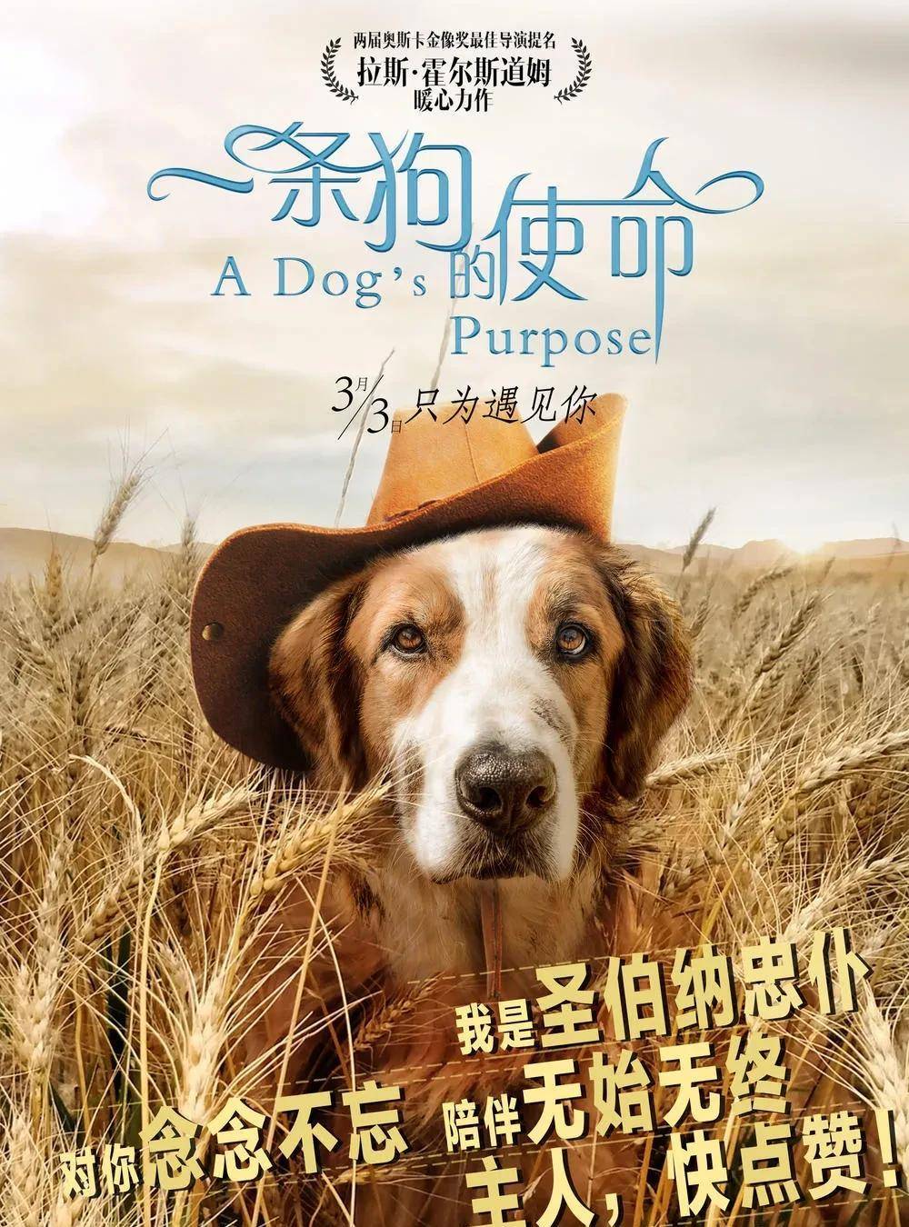 电影一条狗的目的《一条狗的使命》第17期:贝利帮伊森搭讪女生_爸爸