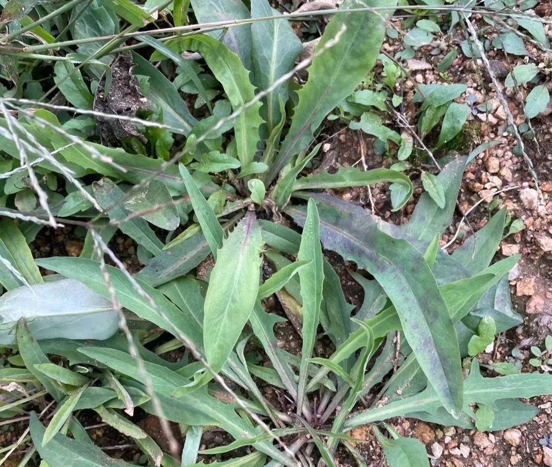 但近几年城里有吃野菜的风气