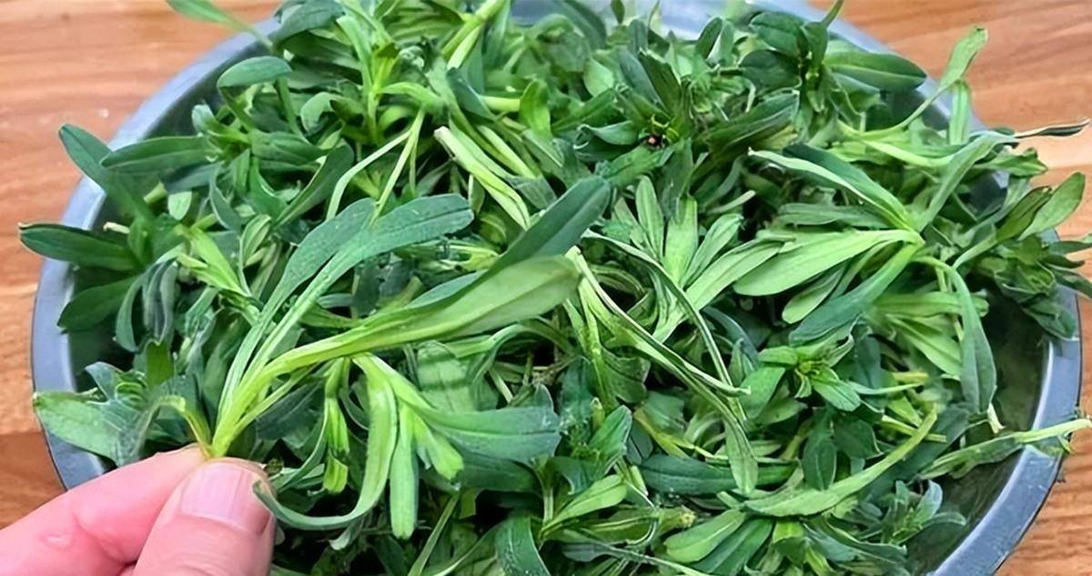 【田紫草粗粮饼】1,盆中加入适量清水,挖来的野菜"田紫草",用剪刀剪去