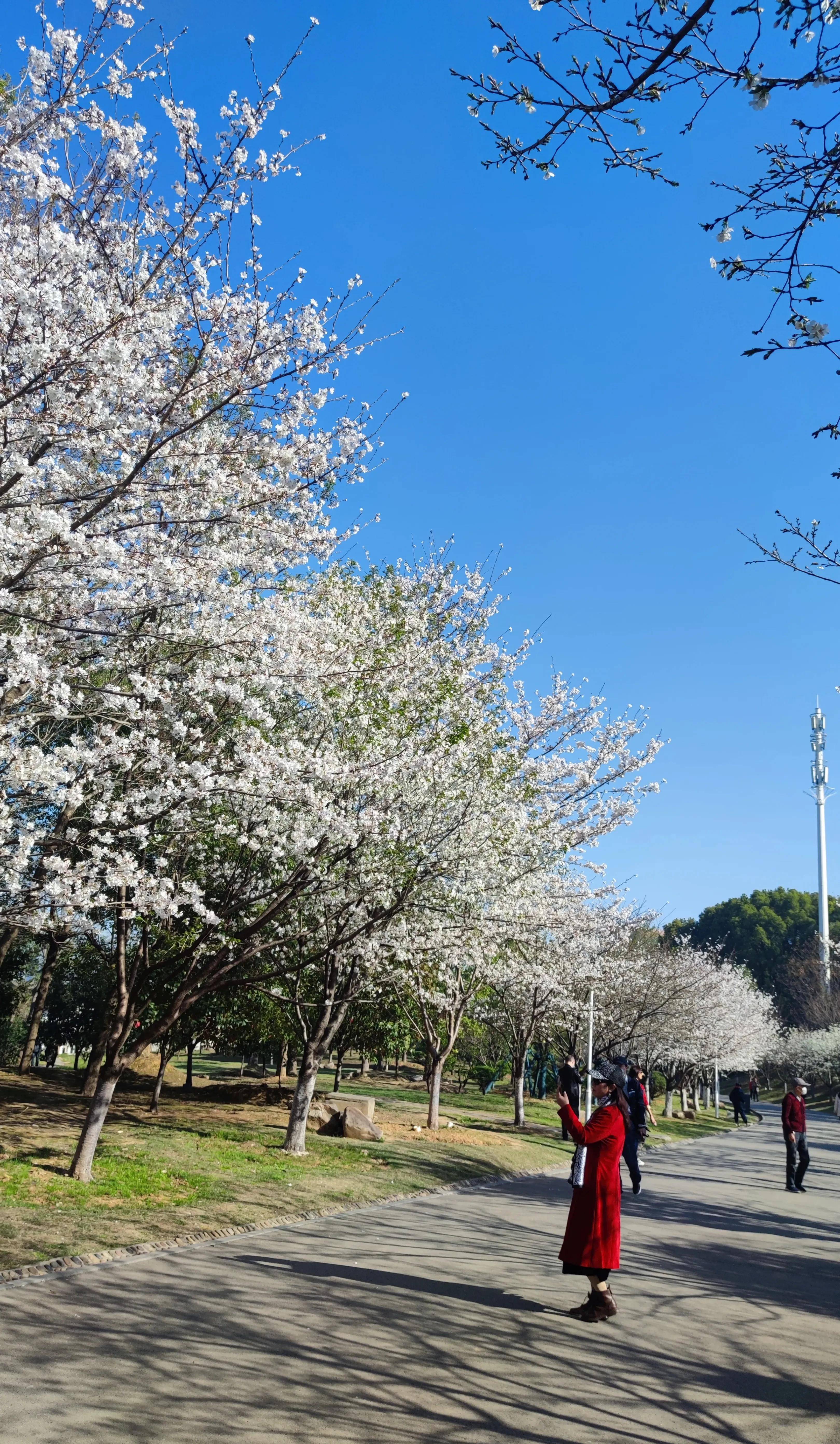 宜都文峰公园樱花图片