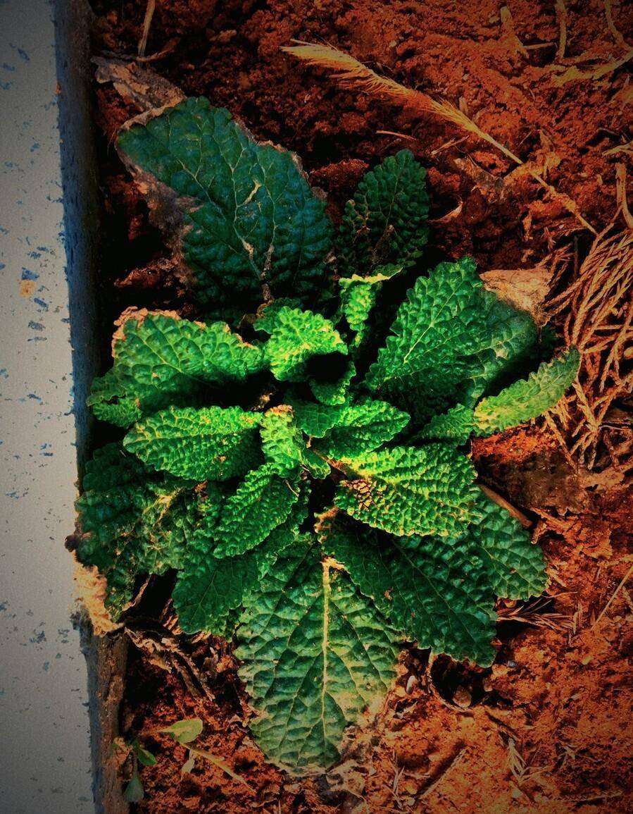 荔枝草,或者是青蛙草,雪见草,皱皮草等等,它是唇形科鼠尾草属的一种二