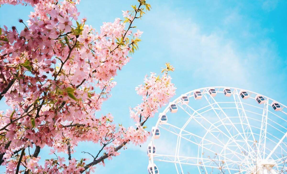 个人特别推荐顾村公园赏樱花,乘坐摩天轮,拍美美的照片家庭出游现在正