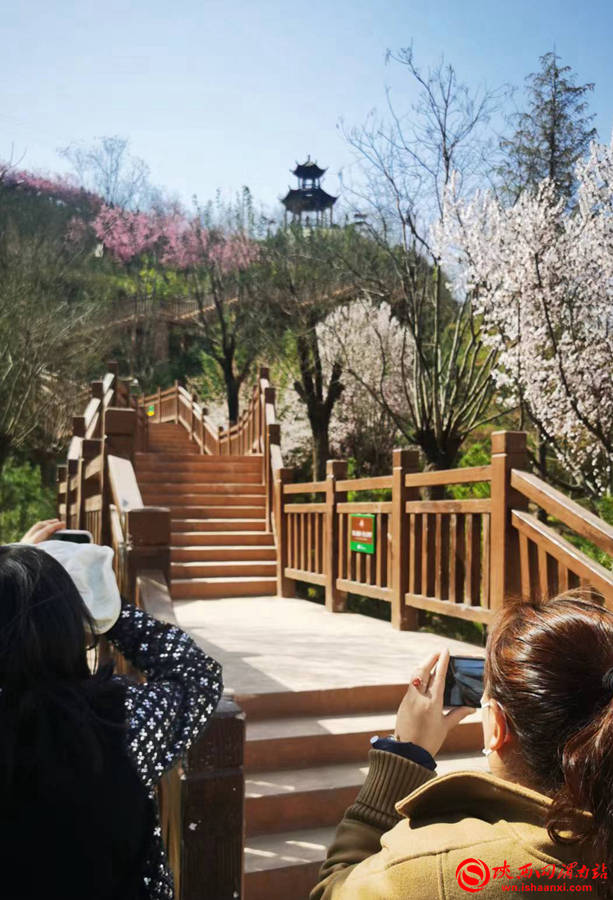 循著花香,記者團走進渭南的新晉網紅打卡地南塬生態郊野公園