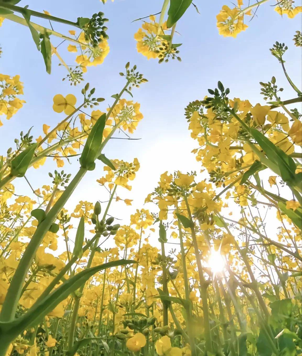 原创 春天春游踏青,赏花发朋友圈文案,春天来得很慢,春天才很浪漫