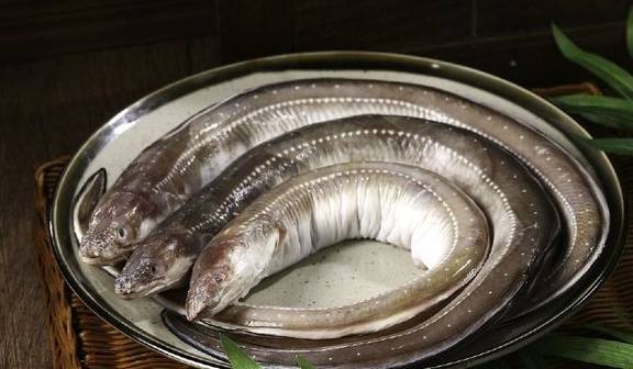 同食易患软风鳗鱼与醋同食易中毒鳗鱼与桔子同食易中毒推荐养生美食