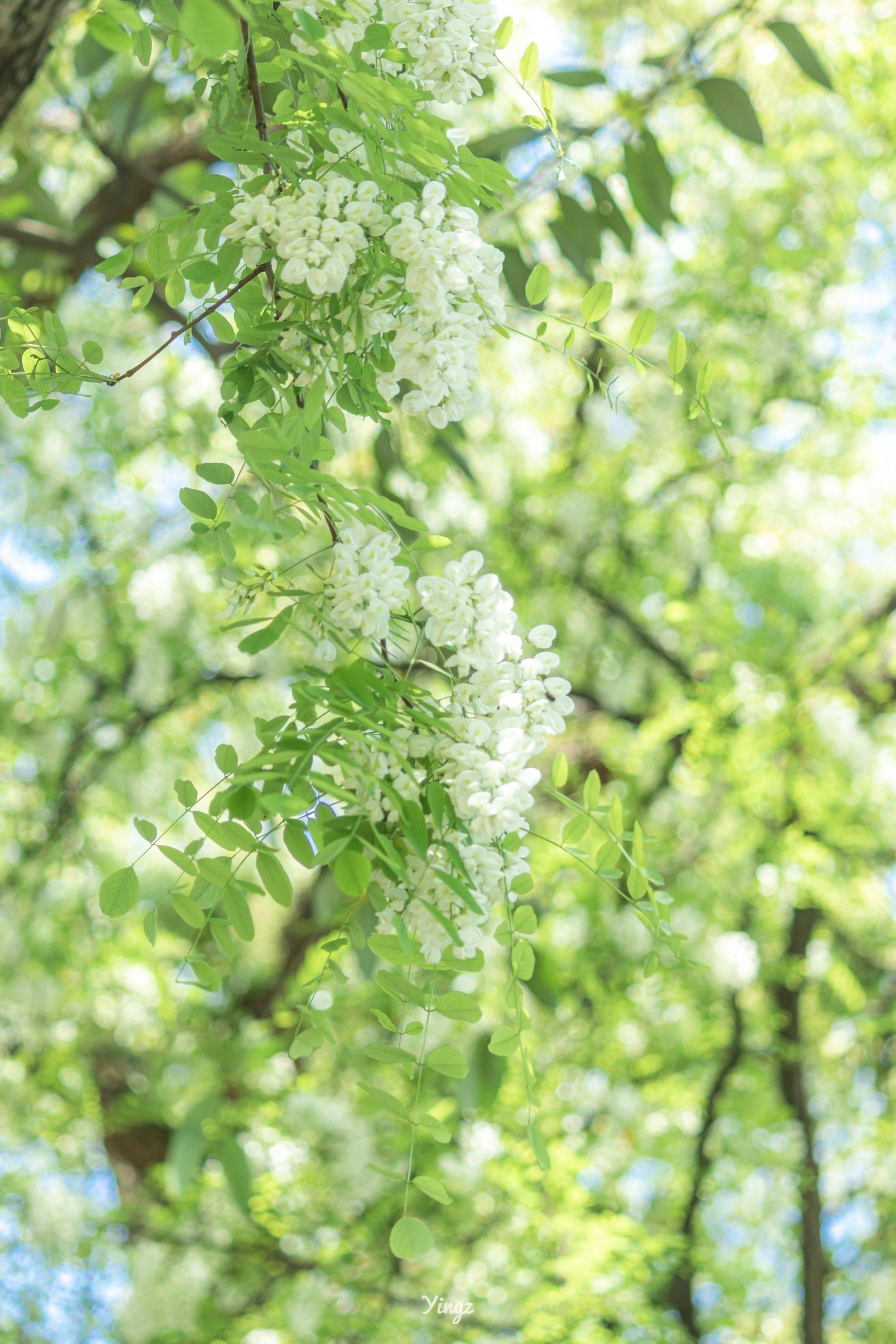 槐花绿色自然之美壁纸,清新淡雅的色彩搭配,营造出一种宁静致远的意境