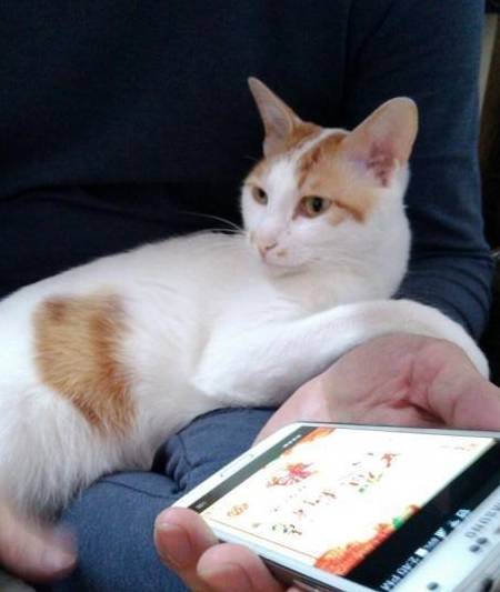 养猫前vs养猫后,10个扎心的反差!_什么_手机_猫咪