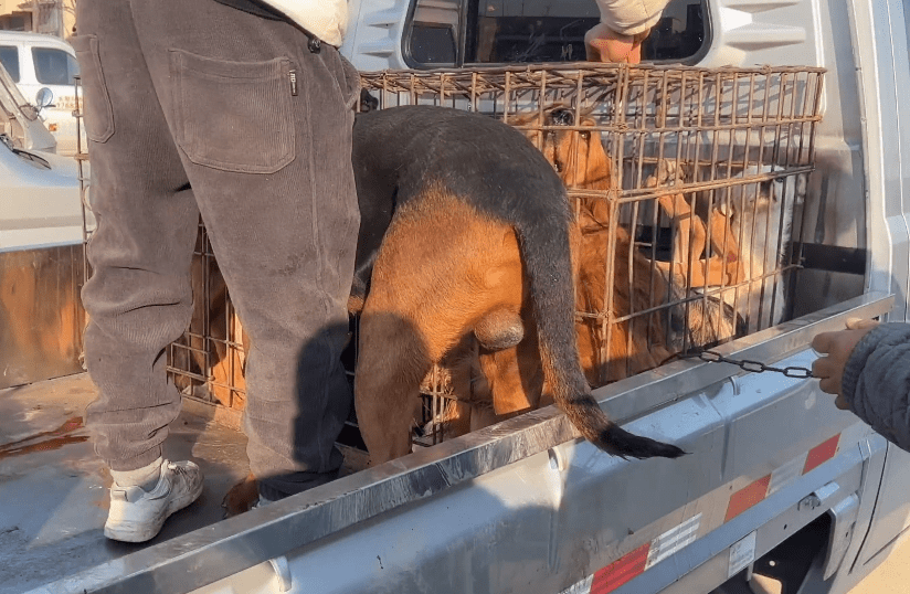 河南:狗市里不敢反抗的看家犬被带上狗肉车,网友:老实成了原罪_狗狗