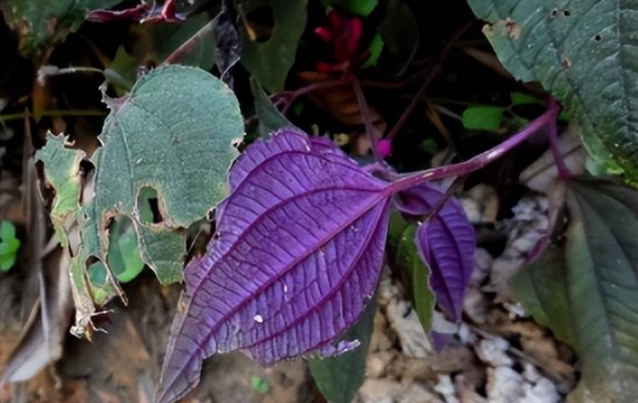 这种植物,常被农民忽视,殊不知是天然"护肝草",治