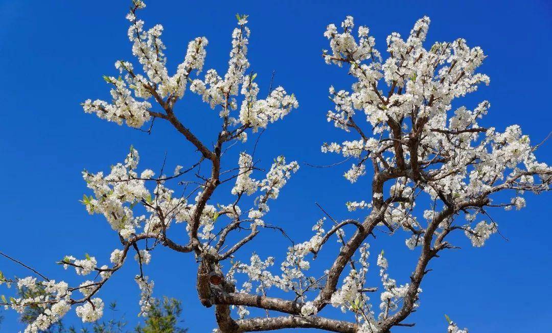 貴州·沿河第十二屆李花節3月18日開幕_接待中心_南莊_景區