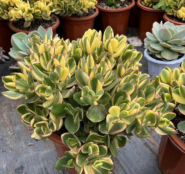 试试这款新花月锦,叶片繁密如群蝶起舞_养护_花友_植株