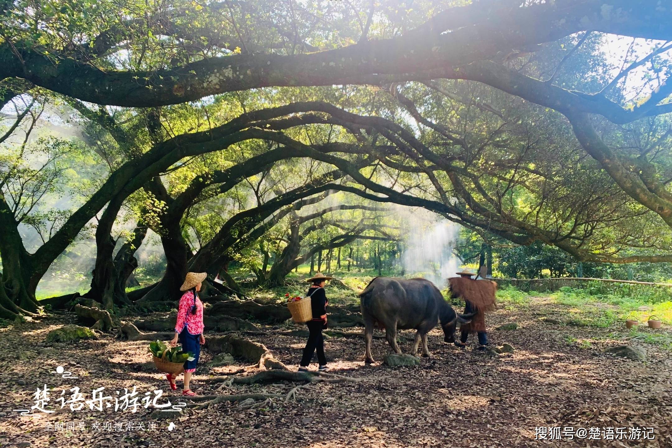 被誉为拍照圣地,评价却褒贬不一_公园_榕枫_旅游