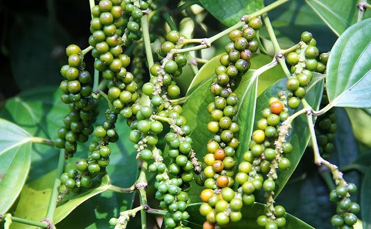 海南胡椒价格行情参考(2023年3月6日)_收购_均价_范围