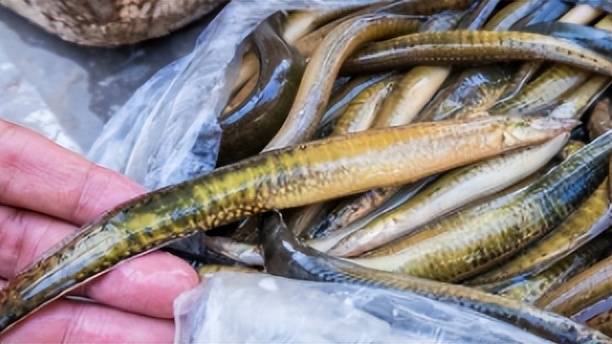 农村河里5种野生鱼,你吃过几种?