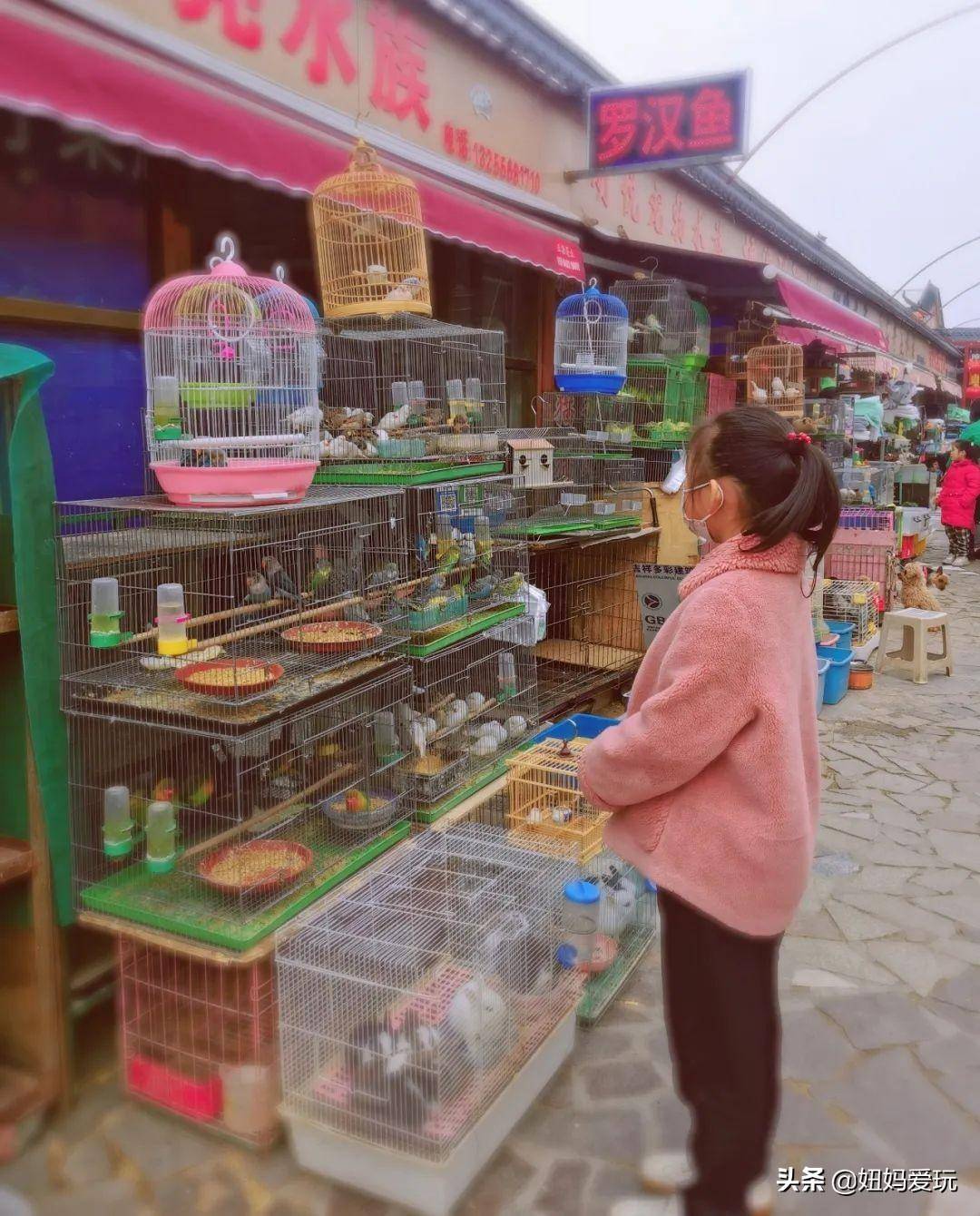 济南花鸟鱼虫市场大盘点,全网最全,看这一篇就够了_鲜花_盆栽_价格