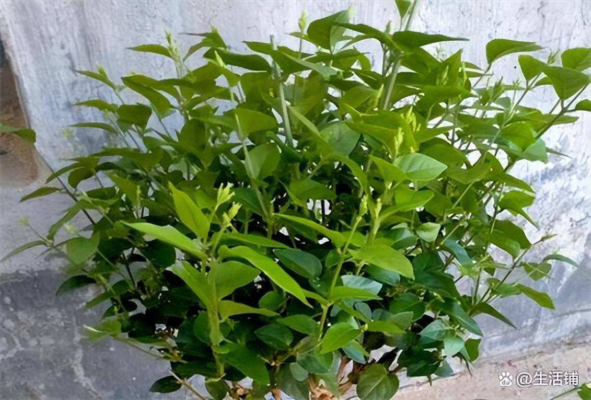 茉莉花怎么养（茉莉花怎样养植） 第3张