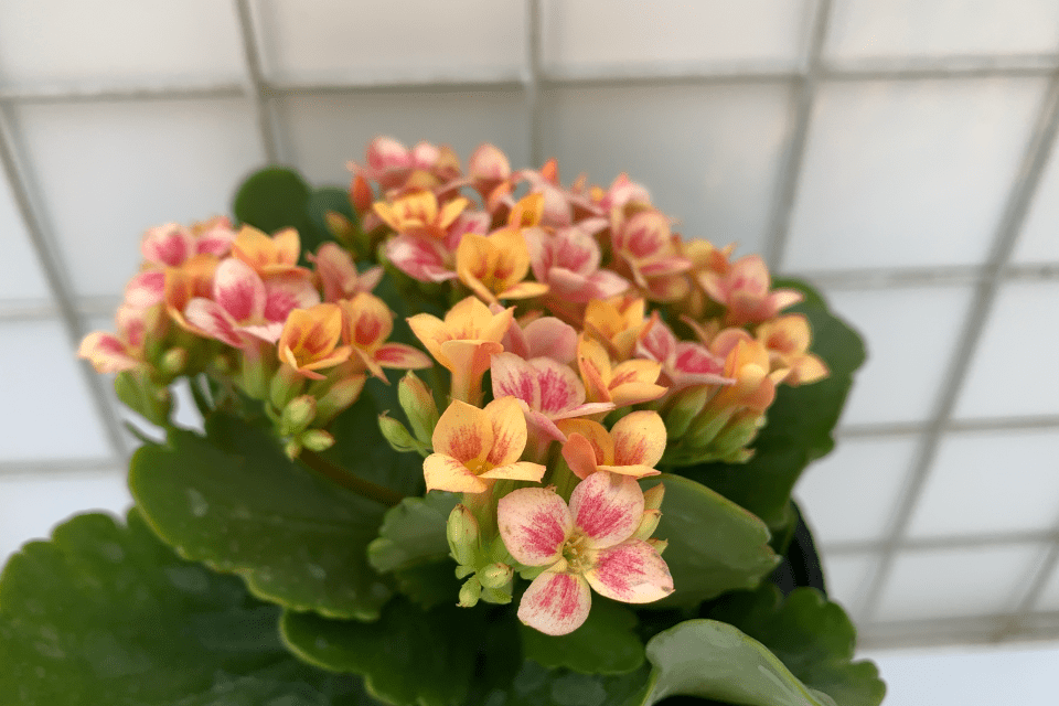 「赞歌」长寿花,花瓣复色单瓣,花开两色_温度_景天科_高于