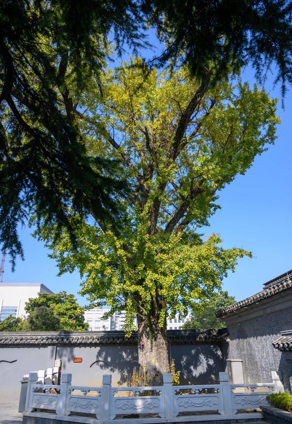 不知道大家有没有去过或听说过江苏如皋的千年古刹定慧寺呢?