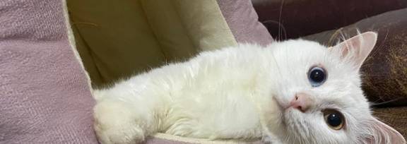 怎么判断公猫有没有绝育干净？-公猫怎么看出来绝育没有